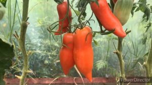 Томат Аббатиста паста.Томат для пасты и вяления.