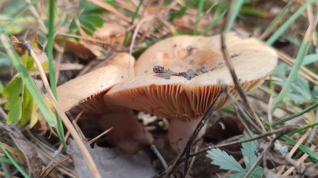 ❗Красивое ГРИБНОЕ ассорти? в начале ноября?❗ Польские, зеленушки, подзеленки❗ 3 ноября 2022 года❗