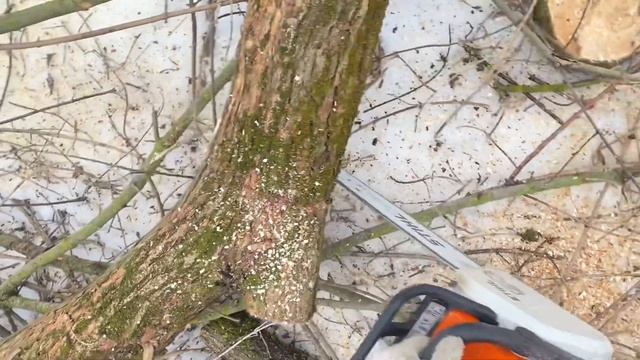 Бензопила Штиль 180 Пилим дрова в лесу (с налобником )