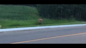 Сибирский кот на улице - стресс или удовольствие?