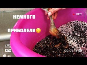 Адениум. Начали загнивать корни у прививки