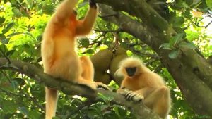 Кунг-фу Панда в Реальной Жизни! Изучаем животных!