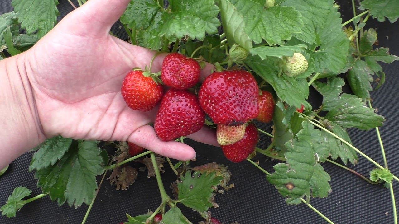 ВИКОДА позднеспелый сорт клубники. смотреть онлайн