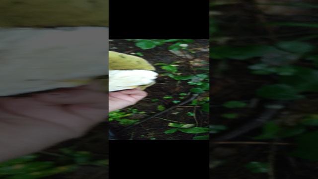 Огромные белые грибы, жаль что червястые(