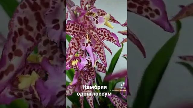 А Вы знали что бывают такие орхидеи? #орхидеи #орхидея #рекомендации #домашние цветы #топ