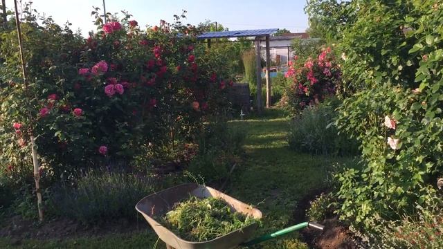 1000 и 1 бутон роз на нашей даче смотреть онлайн