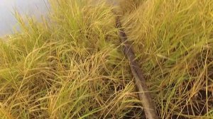 Охота на уток и нора ондатры!