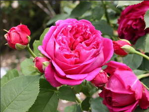 Lady of Megginch.avi