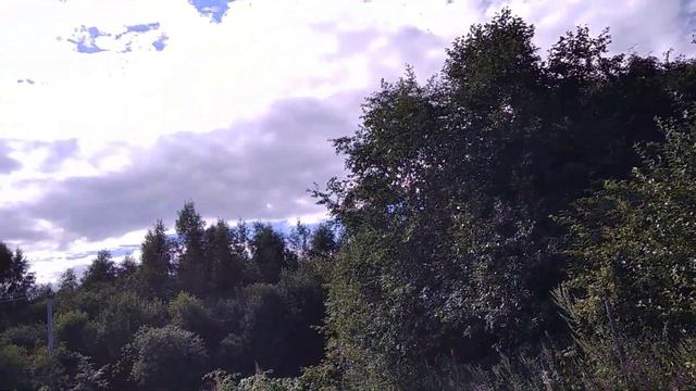 НЕОЖИДАННЫЙ ПОДАРОК ПРИПОДНЕСЛИ ПЧЁЛЫ смотреть онлайн