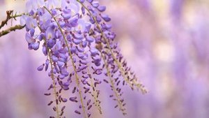 Птички Божьи домой собирайтесь