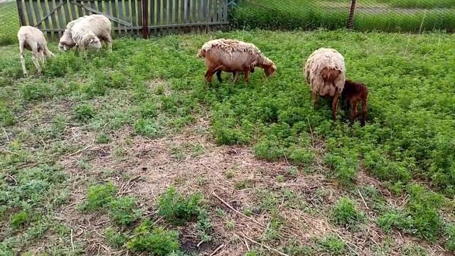Забой барана и очередной окот смотреть онлайн