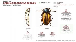 Хлебная полосатая блошка. Борьба с вредителем