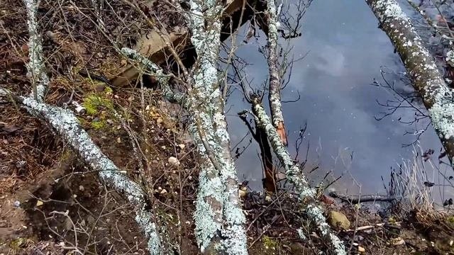 VID 1637220430119 Я забыл что такое любовь... (Н.  Рубцов)...Павел Васильев Лахтинский