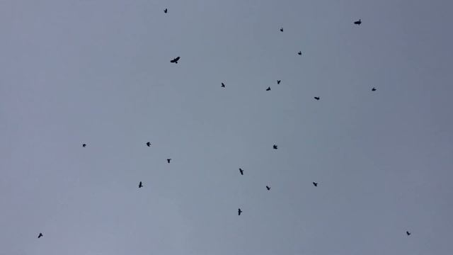 Стая ворон летает кругами над головой. Стая ворон предвестник беды. Странное поведение ворон. смотреть онлайн