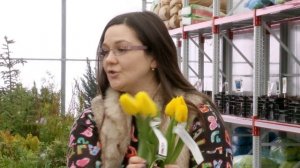 Какие бывают сорта тюльпанов и чем они отличаются ?