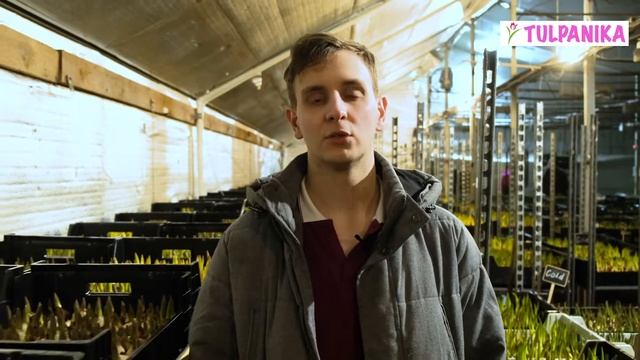 Тюльпаны оптом к 8 марта. Начало выгонки