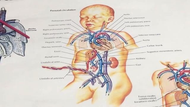 Кровообращения плода