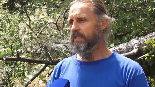 В Симферополе вырубили крымскую сосну