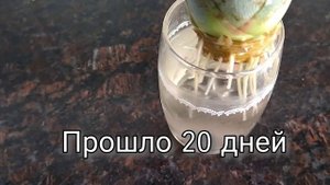 Как вырастить ананас