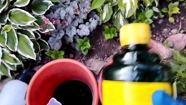СДЕЛАЛА ПОДКОРМКУ ИЗ ТОМАТНЫХ ПАСЫНКОВ. ПРОВЕРКА РЕЦЕПТА.