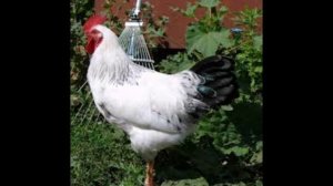 лучшая порода кур Адлерская серебристая, характеристики, описание, отзывы, фото