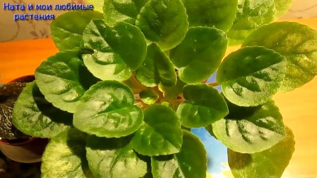 Комнатные цветы// Цветочные будни: пересадка фиалок, эписций смотреть онлайн