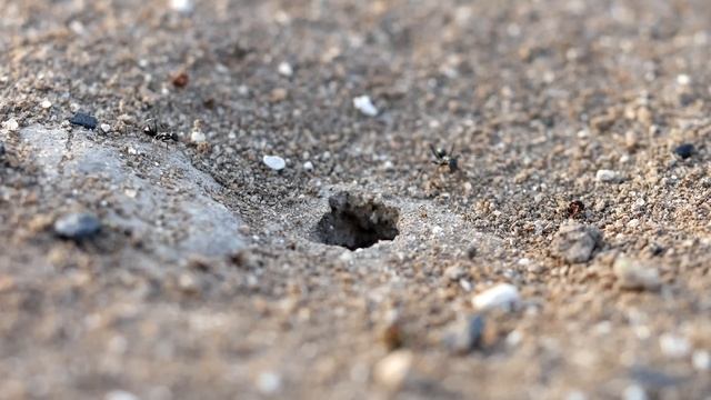 Муравьи бегунки - короли степей и пустынь! Cataglyphis aenescens \\ Димон и пумба смотреть онлайн