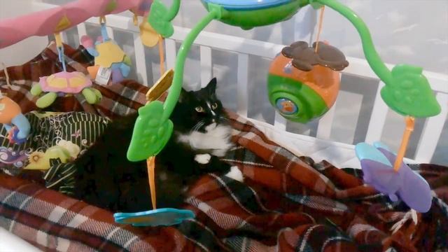 Кот в детской кроватке смотреть онлайн