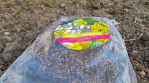 СРОЧНО посейте эти СИДЕРАТЫ в октябре под зиму для рыхлой и плодородной почвы на следующий год!