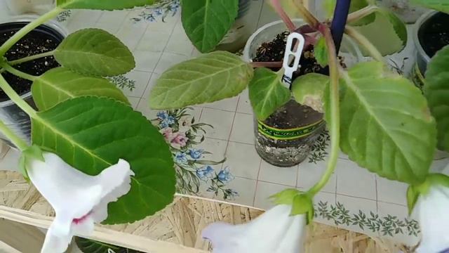 Мои красавицы глоксинии цветущие. смотреть онлайн