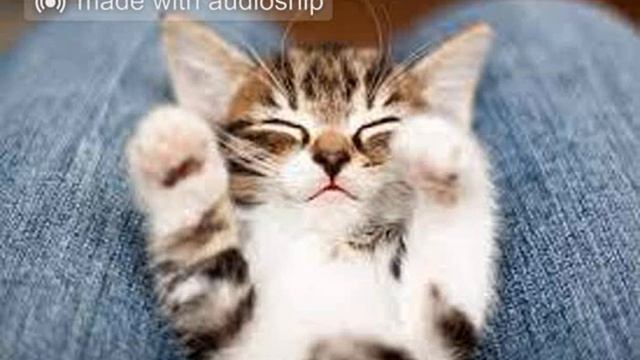 hatsune miku - ievan polkka/scxrlxrd - heart attack (mashup) (TW) смотреть онлайн