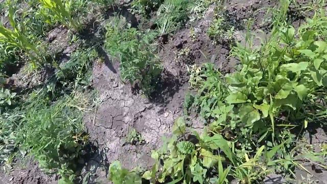 👀Краснодарский край затопило 🌨Переезд на Юг июнь 2021 смотреть онлайн