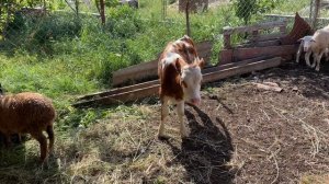 Скотный рынок Манас купил два бычка все очень дорого