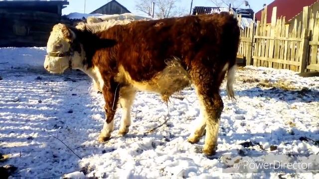 Герефорды в 7 и 8 месяцев