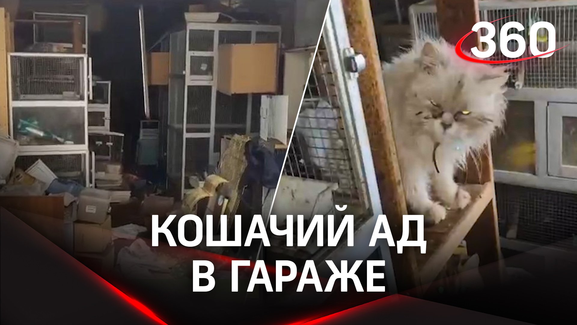 Породистые кошки и попугаи неделю просидели без еды в гараже на юге Москвы