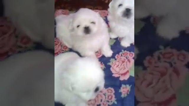 Пекинеса БЕЛЫЕ щенки, питомник "Савелина" смотреть онлайн