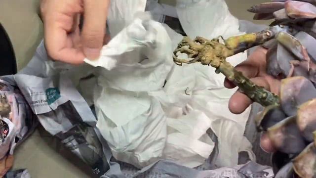 Beautiful Succulents Unboxing | Caranculated Echeverias | Graptopetalum Superbum смотреть онлайн