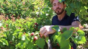 Саженцы Абрикоса Тотем 100% красного цвета с отличными вкусовыми качествами урожайный сорт.