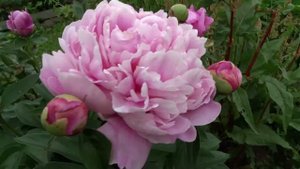 Пион УФИМЕЦ 🌿🌸 Paeonia UFIMETS: обзор, описание, цветение, отзыв