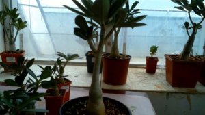 Формирование кроны адениума .