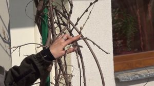 Обрезка вистерии (глицинии)