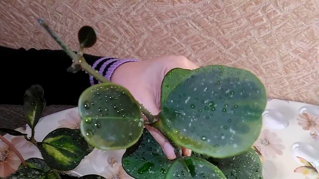 #Мои_комнатные_растения_2021 // Всё_про_хойи