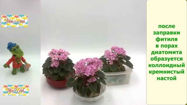 Диатомит из чего состоит. Супергрунт для фиалок!