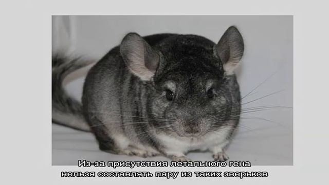 Окрасы шиншилл