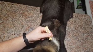 Капли от клещей и как ими пользовать что бы не навредить щенку