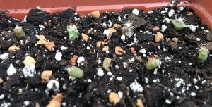 Можно ли вырастить кактусы из семян? Легко!