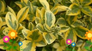 Бирючина обыкновенная Ауреум. Краткий обзор, описание характеристик ligustrum vulgare Aureum