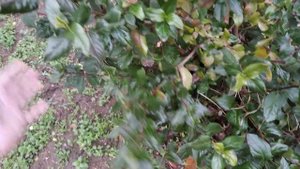 Калина лавролистная (Viburnum tinus) в Симферополе