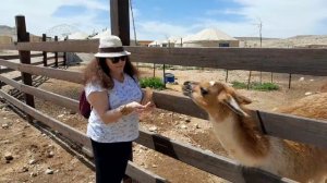 Alpaca and llama farm in Mitzpe Ramon.Lama.#funnyanimalss