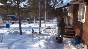 Участок под зимним покрывалом. Собака-баловака.